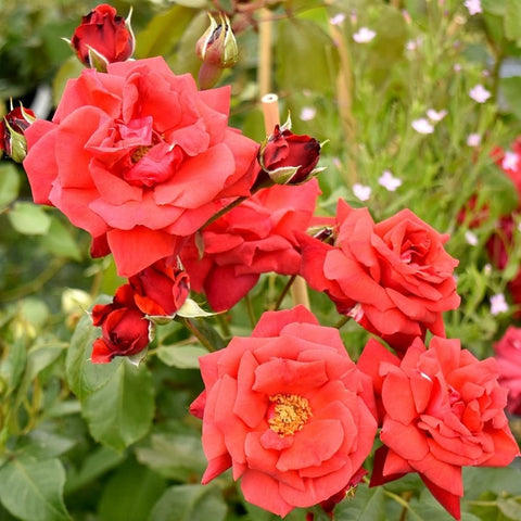 Coral-red rose flowers with red buds and green foliage