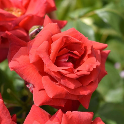 Close-up of coral-red rose petals with overlapping layers and green leaves