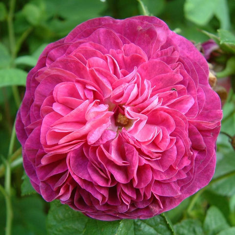 Purple and pink rose bloom with densely layered petals