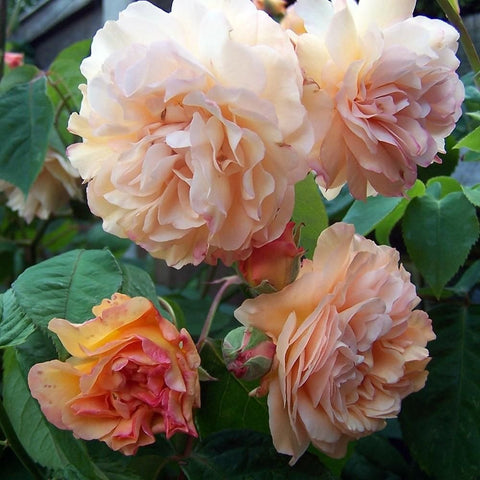 Cluster of double rose blooms in white and peach with green leaves