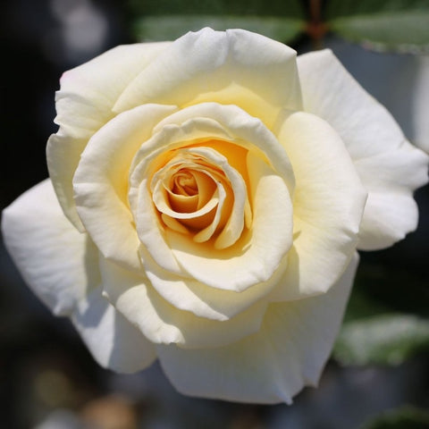 Cream and white rose bloom with layered petals