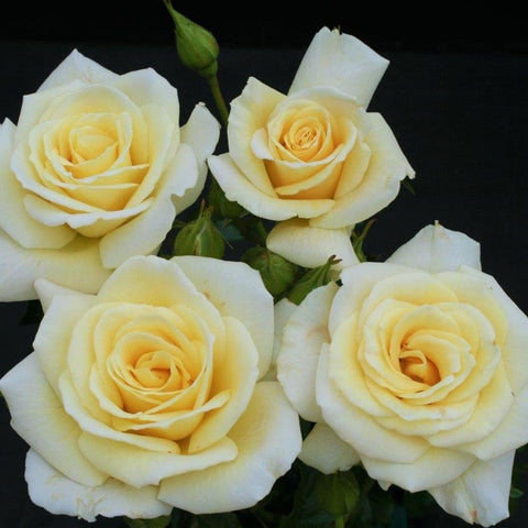 Set of four pale cream roses with layered petals and green buds