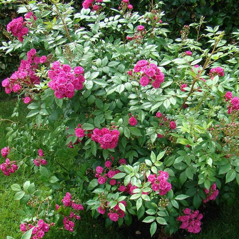 Rose shrub covered in bright pink double blooms with dense green leaves