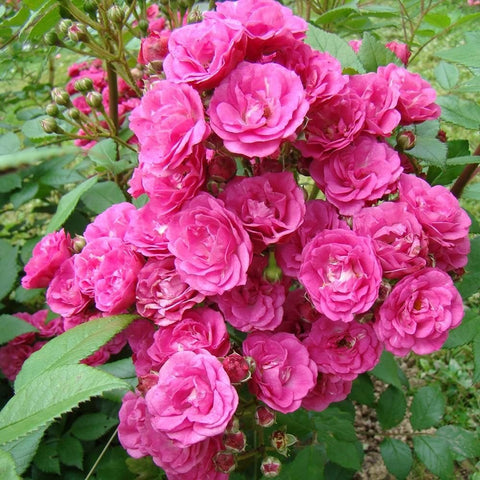 Bright pink rose cluster with double blooms and green leaves
