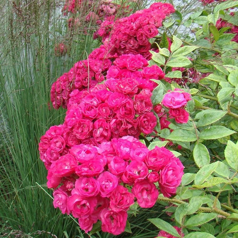 Pink double-flowered rose blooms on green leafy stems