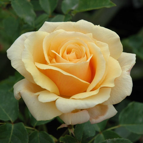 Cream-yellow rose bloom with orange center, full petals and layered rosette