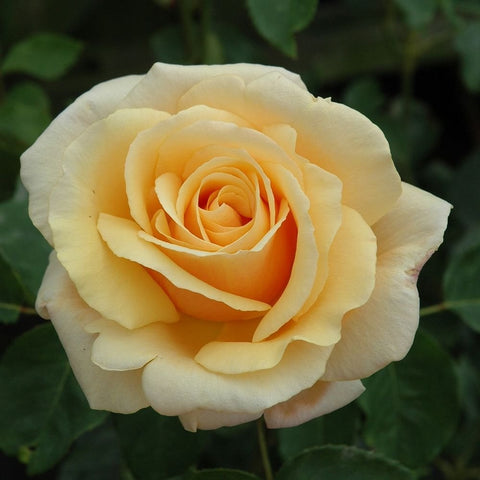 Pale yellow rose bloom with orange center, round rosette of layered petals