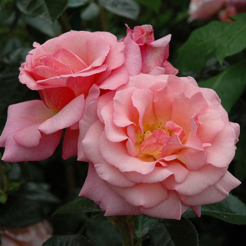 Pink double rose blossom with ruffled petals and yellow-orange center
