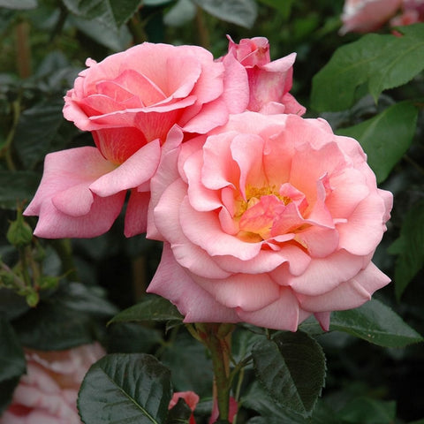 Pink ruffled double rose bloom on green leaves and stem
