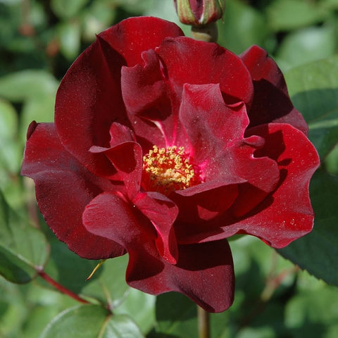Deep red rose bloom with layered petals and yellow stamen center