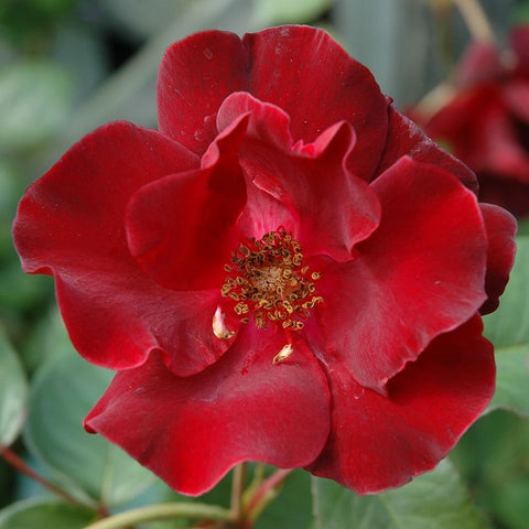 Large red rose blossom with ruffled petals and yellow center