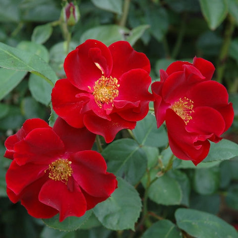 Cluster of red rose flowers with yellow centers and green foliage