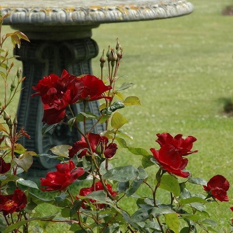 Red rose plant with multiple blooms and green leaves beside a garden planter