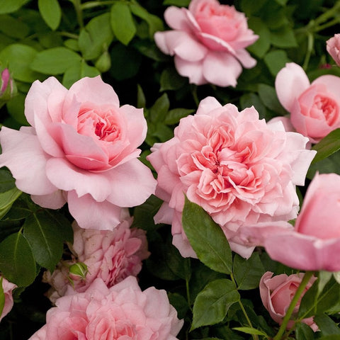 Pink rose blooms with layered petals and green leaves on stems