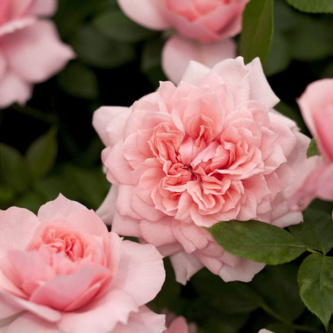 Pink rose flower close-up with ruffled petals and nearby green leaves