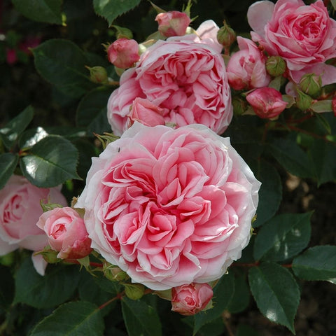 Pink rose flowers and buds with ruffled petals and green leaves