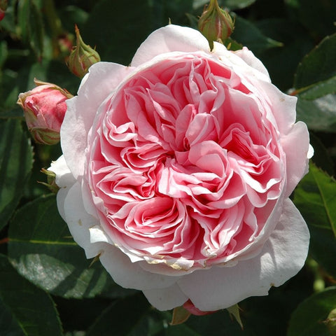 Large pale pink rose bloom with layered petals and surrounding leaves