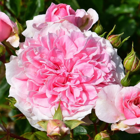 Hot pink rose bloom with frilly petals and unopened buds on stems