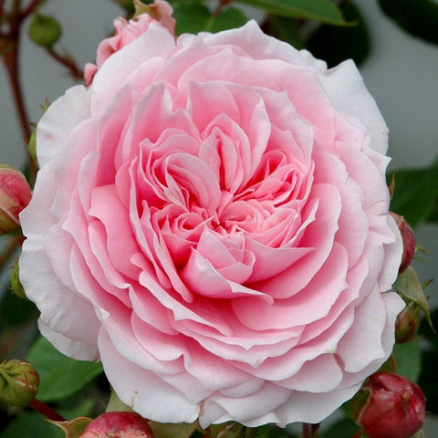 Light pink rose flower with layered petals and green leaves and buds