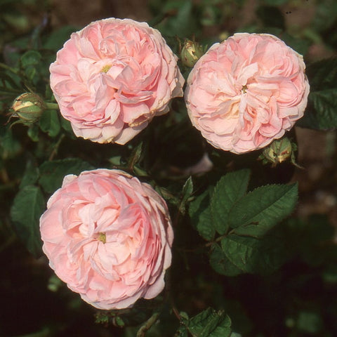 Cluster of three light pink double rose blooms with green leaves