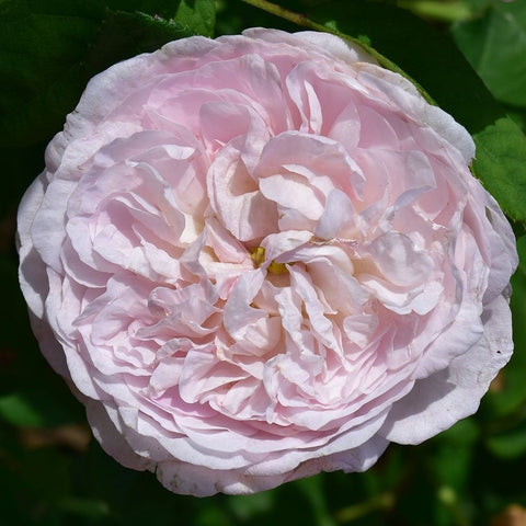Light pink rose bloom with tightly layered ruffled petals and green leaves