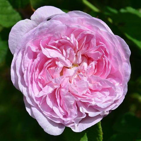 Pink and lavender double rose bloom with layered petals and green leaves