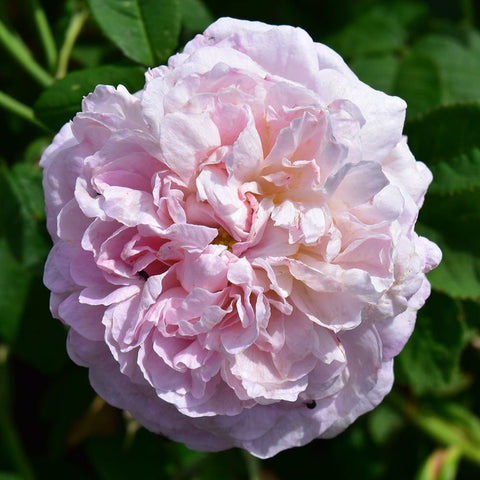 Lavender-pink double rose bloom with ruffled petals and green foliage