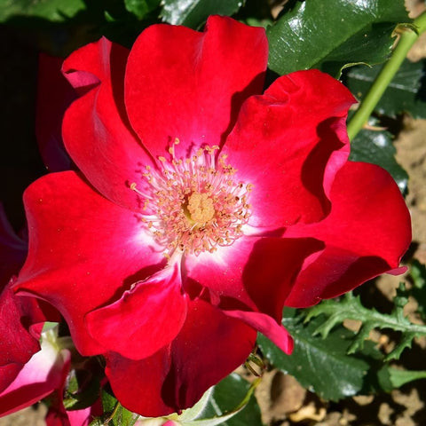 Red rose blossom with pink center, yellow stamens, and green leaves