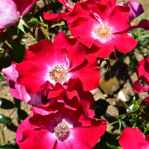 Cluster of red rose flowers with bright pink centers and green foliage