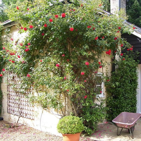 Red rose plant trained on a wall with green foliage and many blossoms