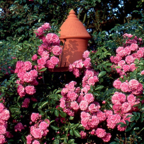 Dorothy Perkins rose plant with bright pink blooms and glossy green foliage