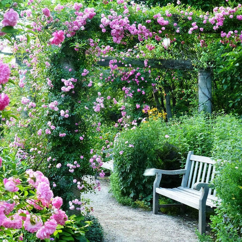 Dorothy Perkins rose climbing over greenery with bright pink flowers