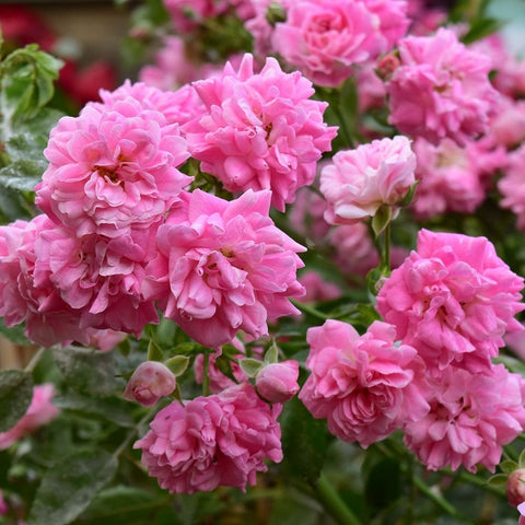 Dorothy Perkins rose plant with dense bright pink double flowers and green leaves