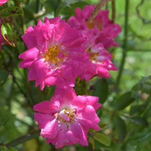 Dorothy Perkins rose plant with bright pink single blooms and seed-like centers