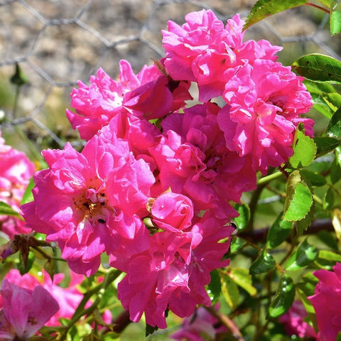 Dorothy Perkins rose plant with vivid pink layered blooms and green leaves on stems