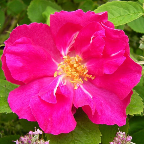 Duchess Of Portland rose bloom, hot pink petals with golden center stamens