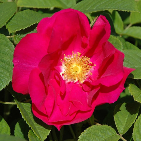 Hot pink rose bloom with ruffled petals and golden-yellow stamens