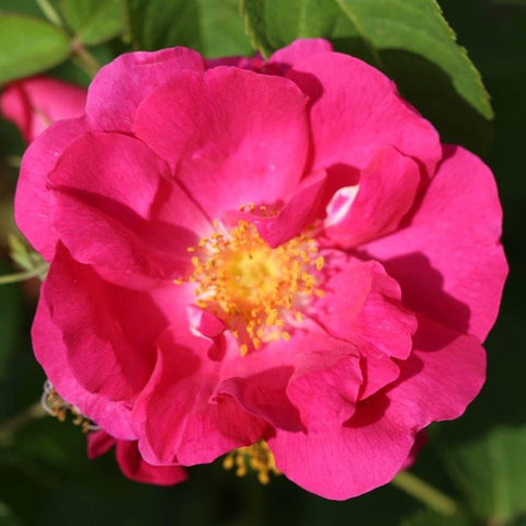 Ruffled hot pink rose flower with bright yellow-gold center