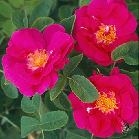 Cluster of hot pink rose blooms with yellow-gold centers and green leaves