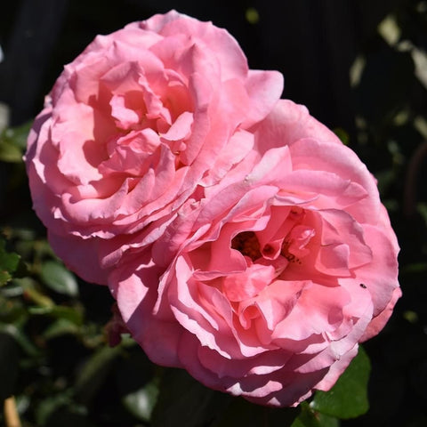 Pink double rose blooms cluster on stems with green leaves