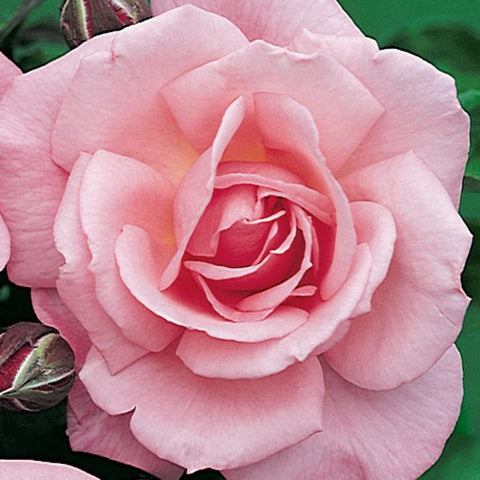 Light pink single rose bloom with layered petals and curled center