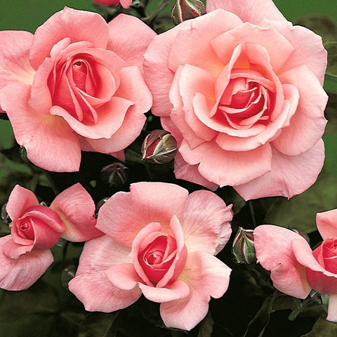 Assorted pink double roses on stems with green buds