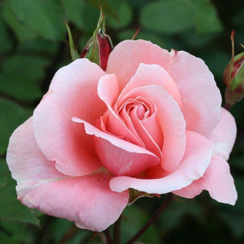 Pale pink double rose bloom with ruffled petals and tight center