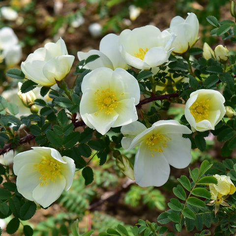 Dunwich Rose close-up of pale white five-petal flowers with yellow centers