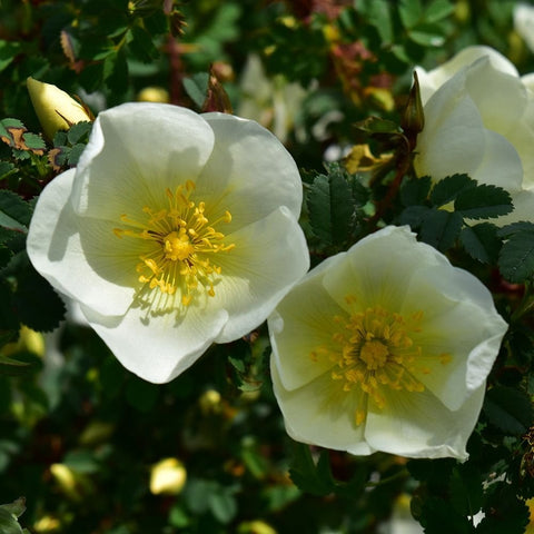 Dunwich Rose large pale white blossoms with yellow centers and dark green foliage
