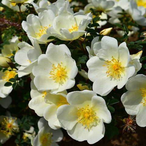 Dunwich Rose group of pale white flowers with yellow centers and glossy green leaves