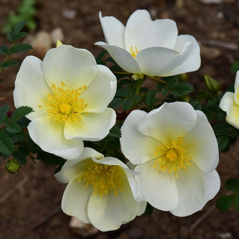 Dunwich Rose white five-petal flowers with yellow centers on green foliage