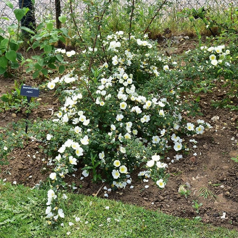 Dunwich Rose shrub with many white flowers growing in an outdoor garden bed