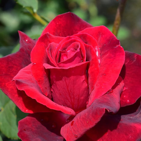 Red rose bloom with a tight spiral center and layered petals, surrounded by leaves