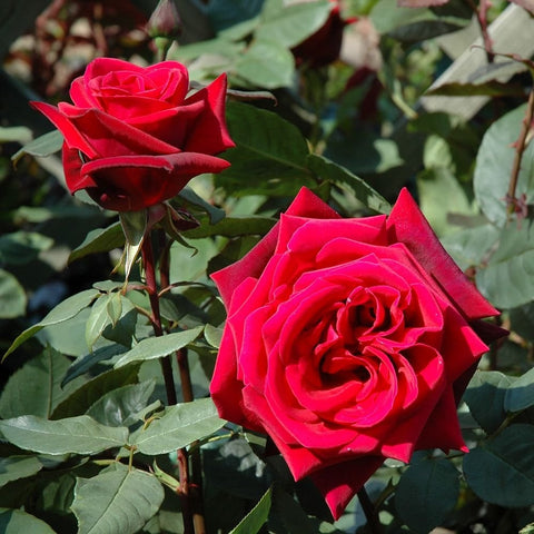 Two red rose blooms on stems with green foliage